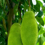 কাঁঠাল খেলে কি ওজন বাড়ে