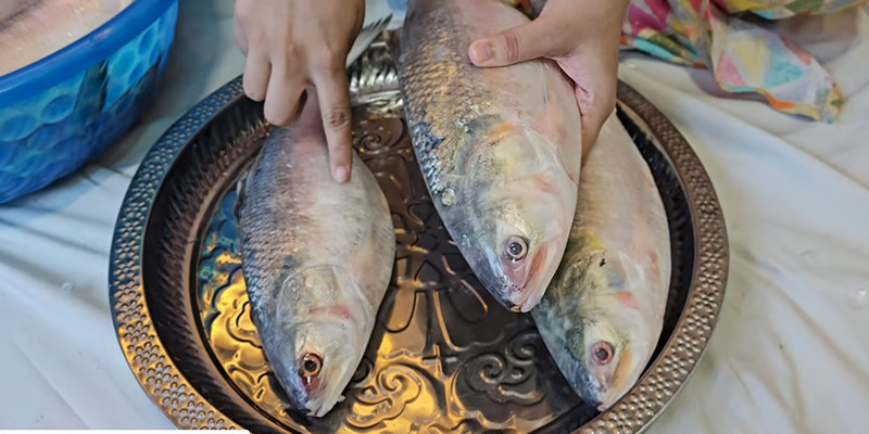 ইলিশ মাছ চেনার উপায় পদ্মার ইলিশ মাছ চেনার উপায়